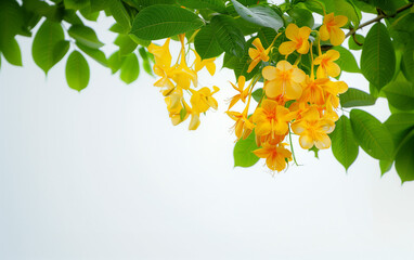 Wallpaper,yellow flowers on a tree,the cassia fistula flower with green leaf,white background - obrazy, fototapety, plakaty