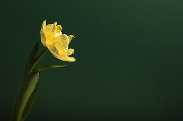Terry yellow tulip on a green background. Selective focus and place for test.Congratulations concept for Women's Day, Mother's Day, Birthday and Valentine's Day.