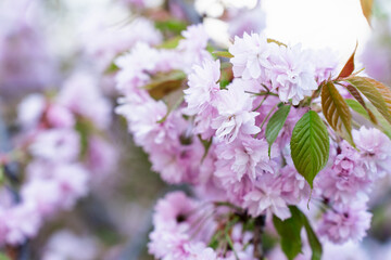 The most ornamental of the Japanese cherry blossoms Prunus serrulata Kanzan or Prunus lannesiana...