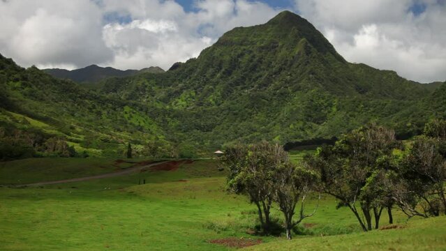 Trees in grassy field and beautiful Hawaiian mountains - locked off, cinematic shot