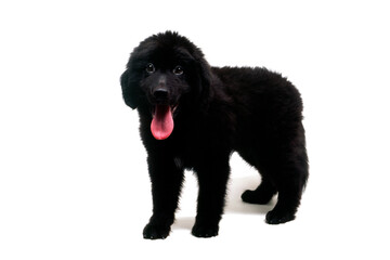 舌を出す子犬　ニューファンドランド　白バック