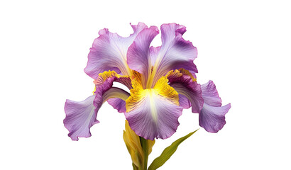 blossoming iris flower close-up, isolated on a transparent background. PNG, cutout, or clipping path.	
