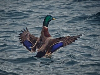 Back view of a Mallard duck spreading its
wings in upwards position reviling it's
beautiful colors