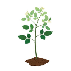 Rose plant flat vector isolated on white background.