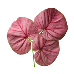 pink leaves of Elephant ear or taro (Colocasia species) the tropical foliage plant isolated on white background, clipping path included.