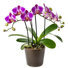 purple orchid in a pot isolated on white background, cut out