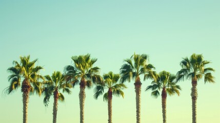 Fototapeta na wymiar A line of perfect palm trees.