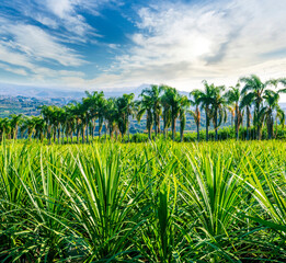 green ananas plantation open air with green field with leaves and plants in pots on foreground and palm trees with beautiful blue cloudy sky above mountains on background