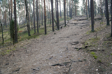 Obraz premium Footpath in Kampinos Forest, Poland