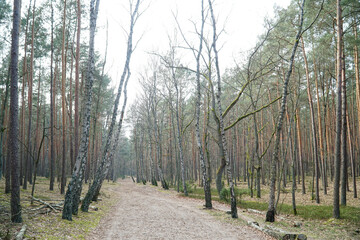 Footpath in Kampinos Forest, Poland