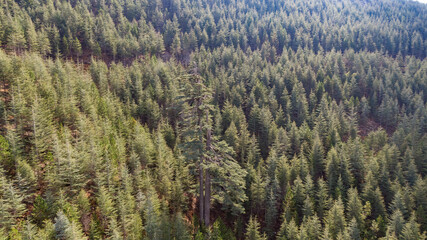 Aerial view of a 530 years old and 49 metres tall old cedar tree in a cedar forest.