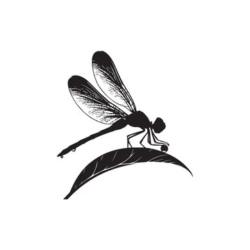 Vector collection of Dragonfly Silhouette isolated on white background.