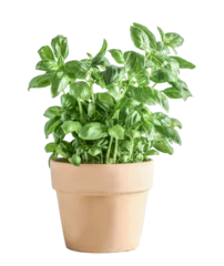Abwaschbare Fototapete Isolated of basil potted in terracotta plant pot.  Front view © VICUSCHKA