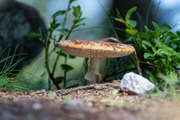 Der Pilz 
