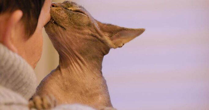In this captivating slow-motion footage, a Sphynx cat is held close in the arms of its owner, creating a touching tableau of affection and trust. The detailed texture of the cat's skin and its serene