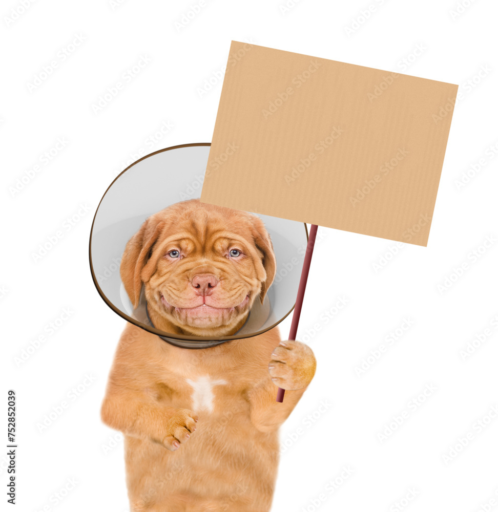 Poster Smiling Mastiff puppy wearing protective cone collar showing empty placard. Isolated on white background