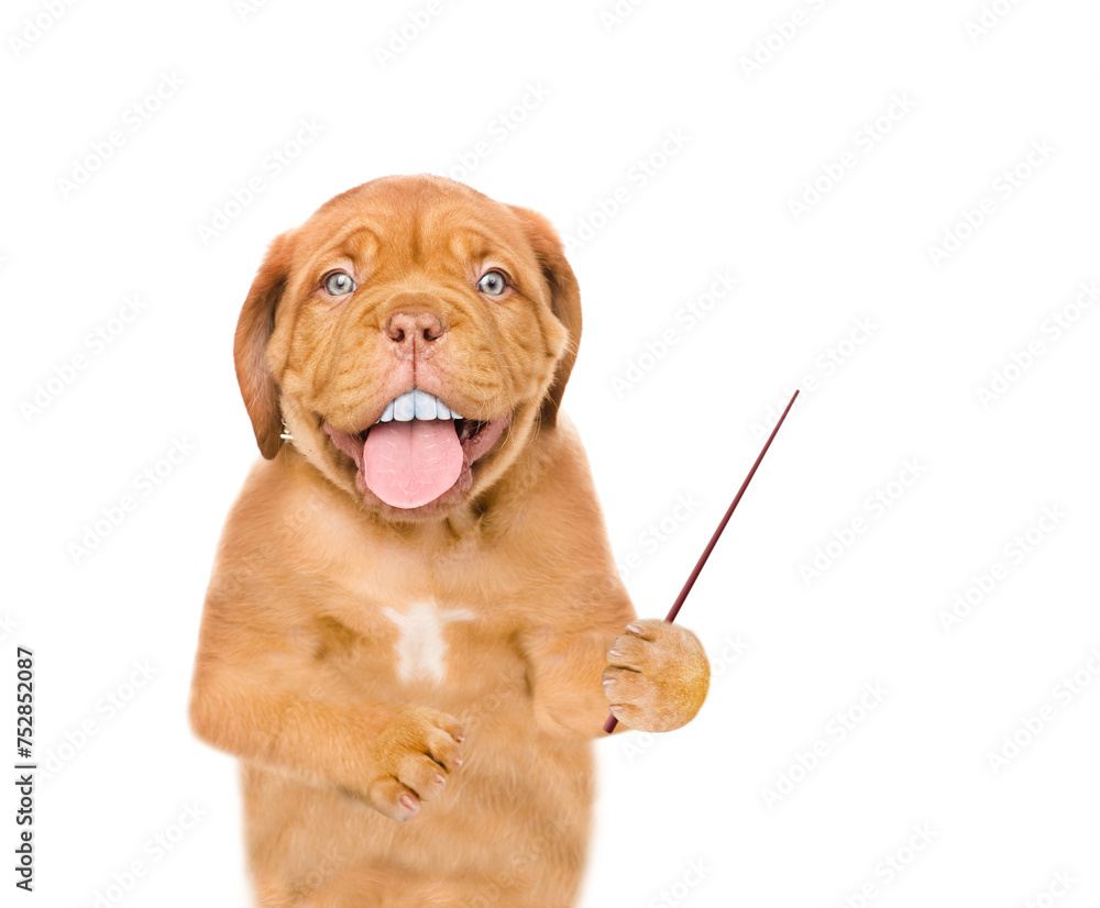 Poster mastiff puppy with funny big teeth points away on empty space. isolated on white background