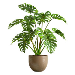 The Vine Monstera Plant, Isolated Evergreen Tropical, Background White, Leaves Plant Monstera