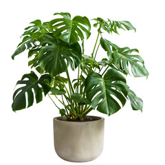 Plant Monstera The Vine, Background White, Isolated Evergreen Tropical, Leaves Plant Monstera