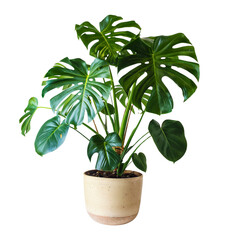 The Vine Monstera Plant, Leaves Plant Monstera, Isolated Evergreen Tropical, Background White