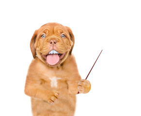 Mastiff puppy with funny big teeth points away on empty space. Isolated on white background