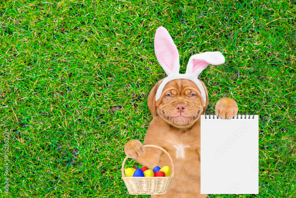 Fototapete smiling mastiff puppy wearing easter rabbits ears holds basket of easter eggs and shows empty list a