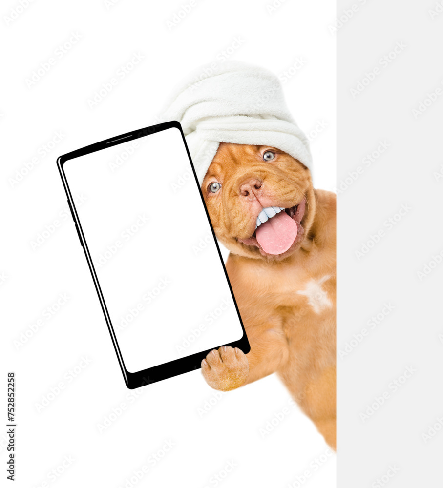 Fototapete happy mastiff puppy with big funny teeth wearing towel turban peeking out from behind the empty bann