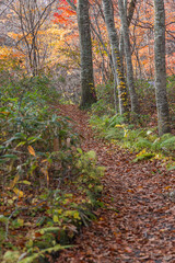 日本　青森県十和田市奥瀬蔦野湯にある湖沼郡、蔦七沼内にある蔦野鳥の森の紅葉
