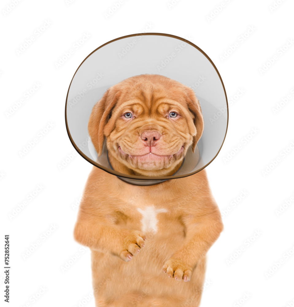 Poster smiling mastiff puppy wearing protective cone collar looks at camera. isolated on white background