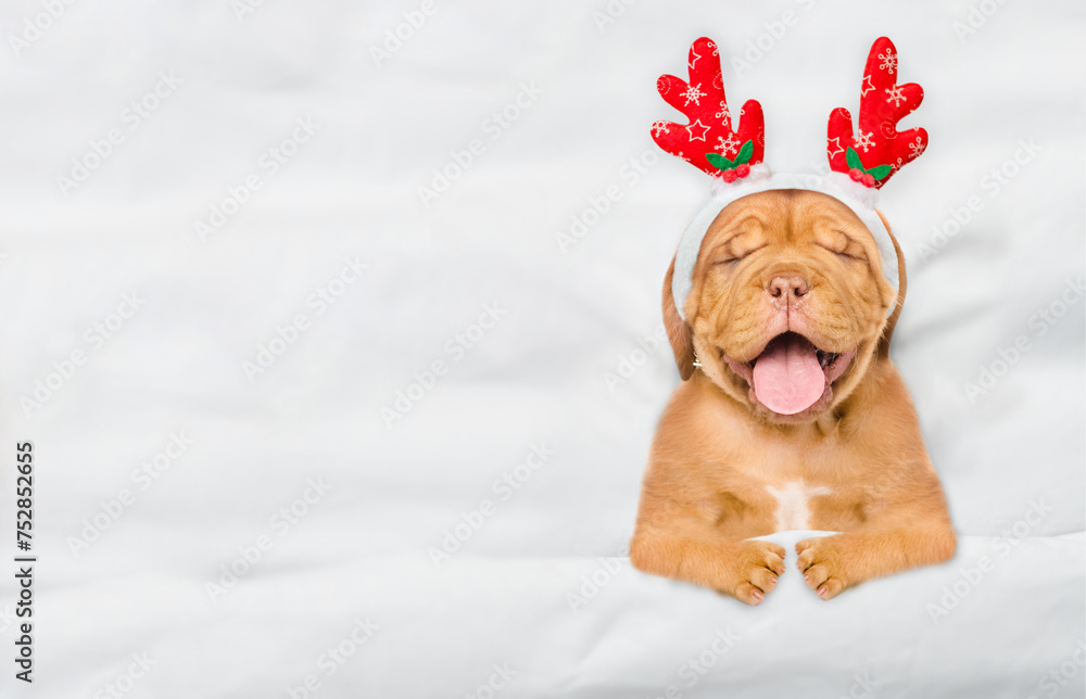Poster sleepy mastiff puppy dressed like santa claus reindeer rudolf lying under white blanket at home. top