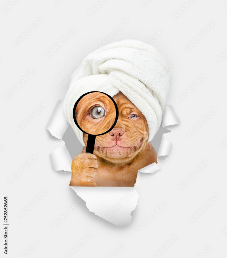 Poster happy mastiff puppy with towel on it head looks thru a magnifying lens looks through a hole in white