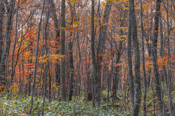 Fototapeta premium 日本 青森県十和田市奥瀬蔦野湯にある湖沼郡、蔦七沼内にある蔦野鳥の森の紅葉