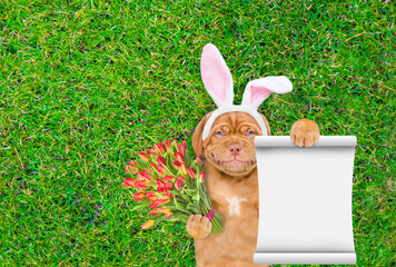 Smiling Mastiff puppy wearing easter rabbits ears holds bouquet of tulips and shows empty notepad and lies on its back on summer green grass. Top down view. Empty space for text