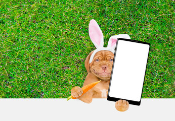 Smiling Mastiff puppy wearing easter rabbits ears holds carrot and big smartphone with white blank screen in it paw above empty white banner.  Empty space for text