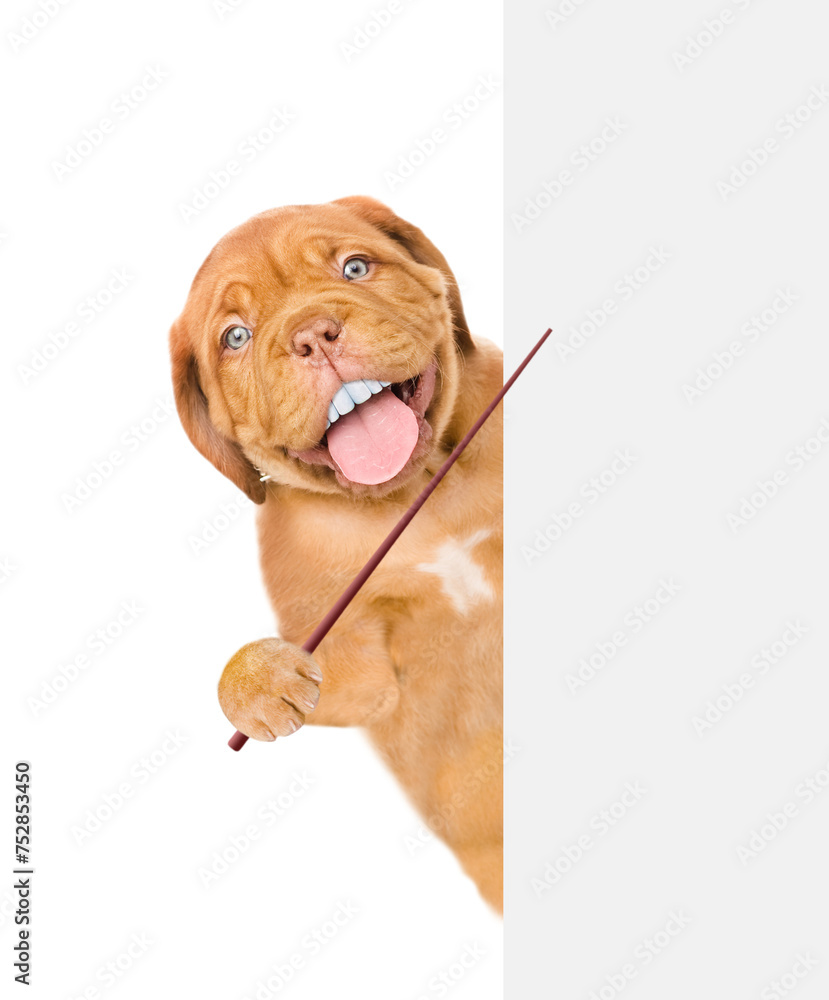 Poster Mastiff puppy with funny big teeth looks from behind empty white banner and points away on empty space. Isolated on white background