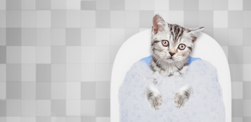 Cute kitten takes the bath with foam at home. Top down view. Empty space for text