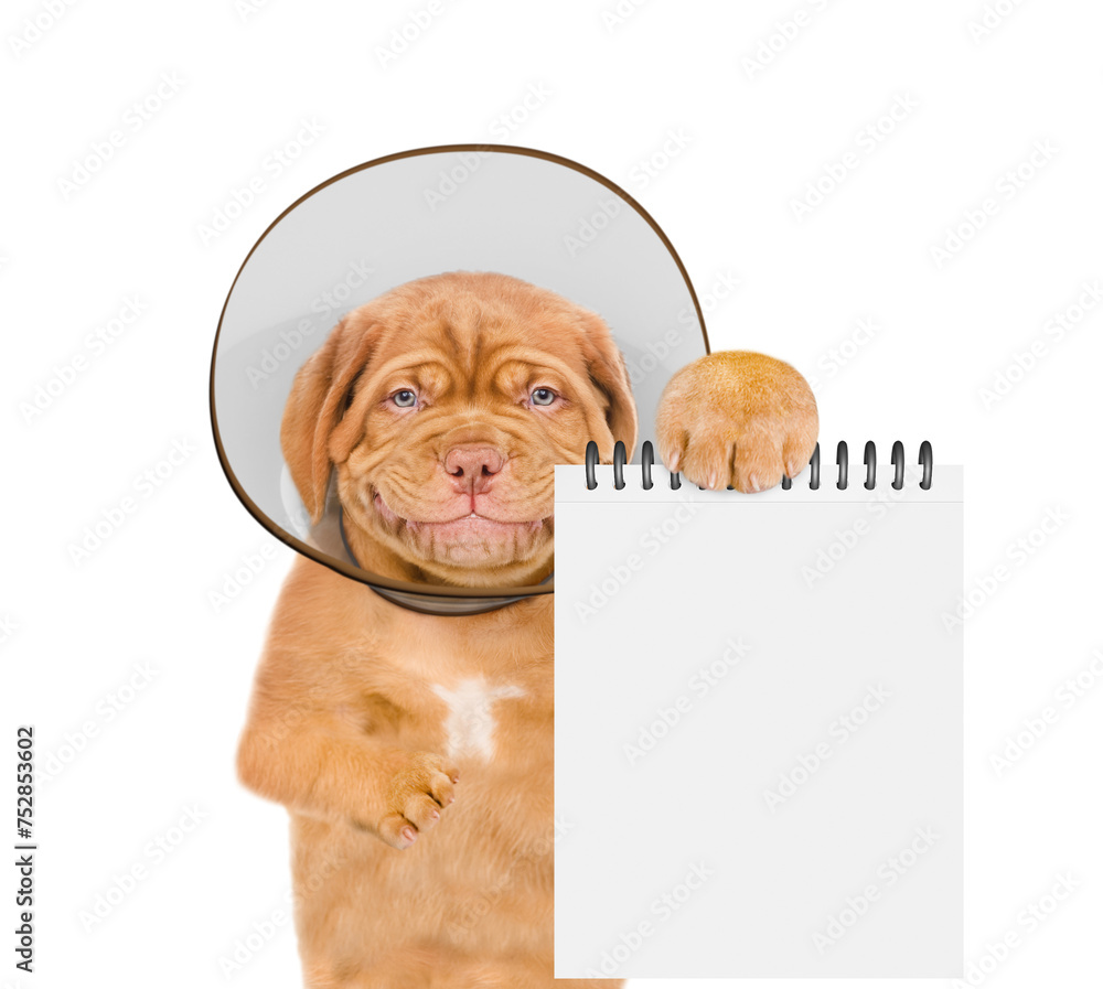 Poster Smiling Mastiff puppy with protective cone collar on her neck  shows empty notepad. Isolated on white background