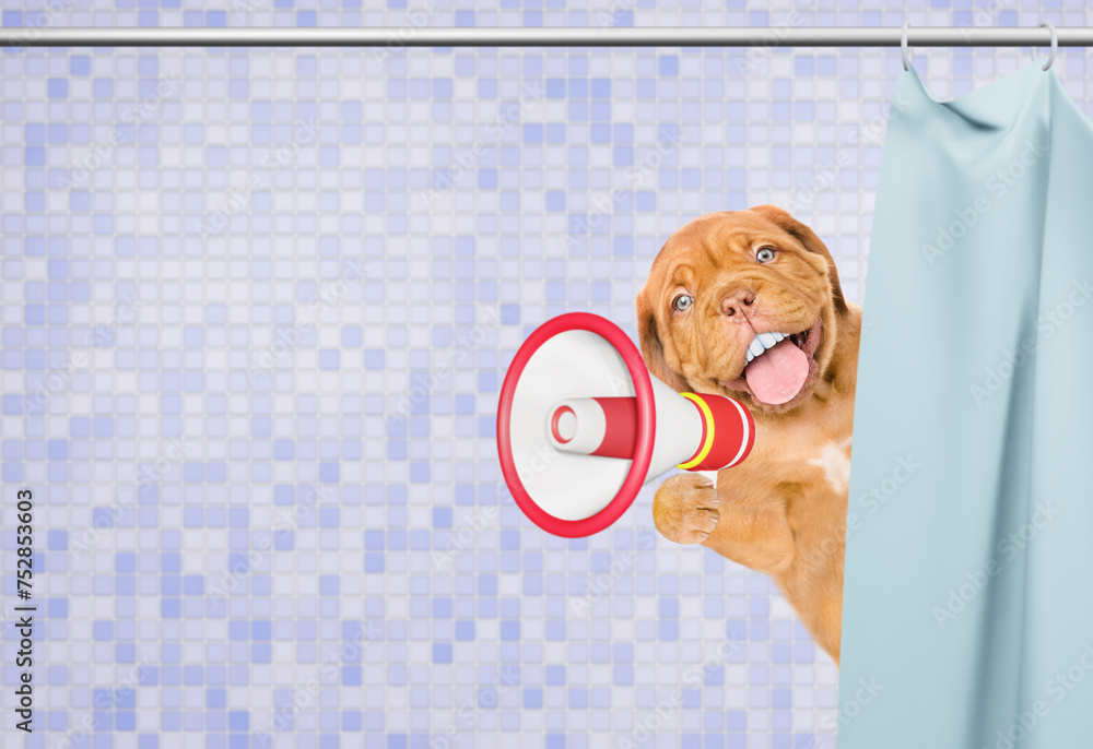 Poster happy mastiff puppy with big funny teeth looking from behind the shower curtain in the bathroom at h