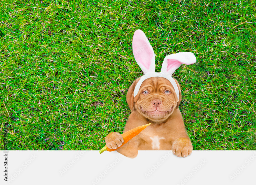 Poster Smiling Mastiff puppy wearing easter rabbits ears holding carrot lying on its back on summer green grass above empty white banner.  Empty space for text