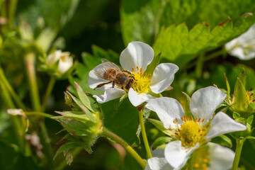 Bee gathering pollen from a white blooming strawberry flower.
