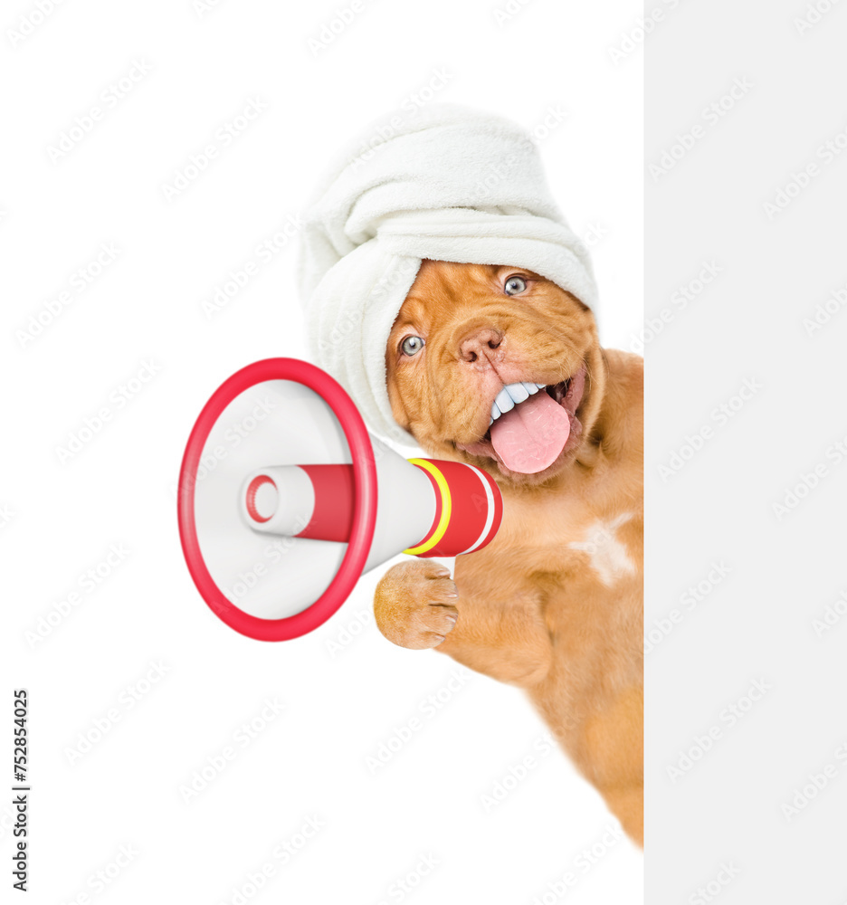 Poster Happy mastiff puppy with big funny teeth, with towel on it head looking from behind empty whie banner and barking into a megaphone. Empty space for text