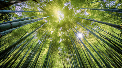 Lush green bamboo forest with sunlight streaming through the tall trees, creating a peaceful and serene environment.