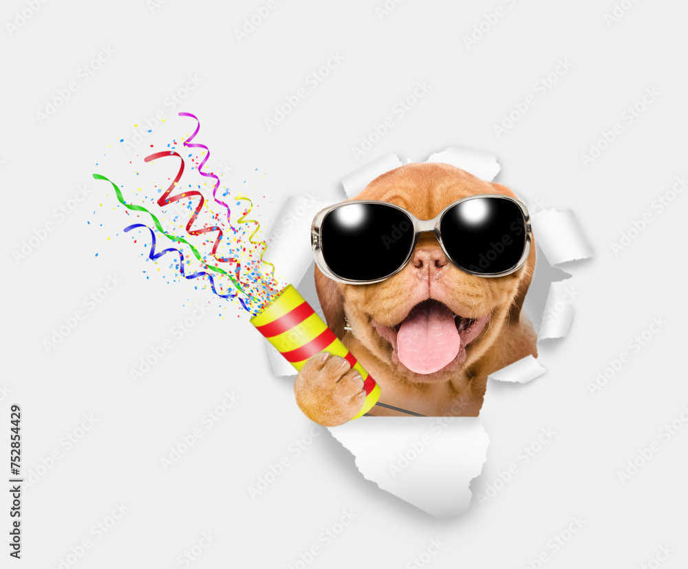 Poster happy mastiff puppy wearing sunglasses explodes a firecracker through the hole in white paper