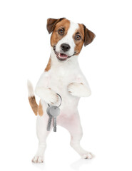 Smart Jack russell terrier puppy holds in his paw keys to a new apartment. Isolated on white...