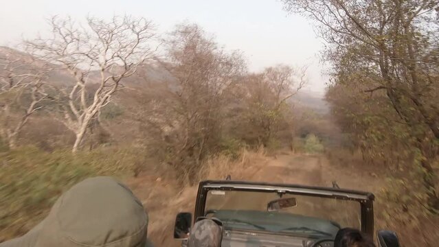 Open jeep safari in the forest of Ranthambore national park