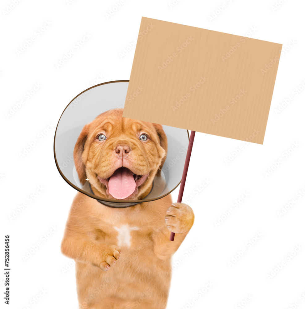 Poster happy mastiff puppy wearing protective cone collar showing empty placard. isolated on white backgrou