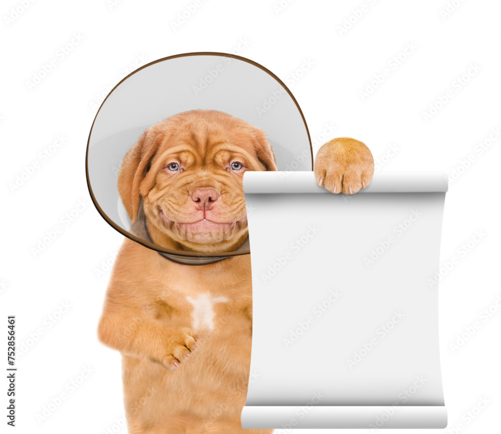 Poster smiling mastiff puppy with protective cone collar on her neck shows empty list. isolated on white ba