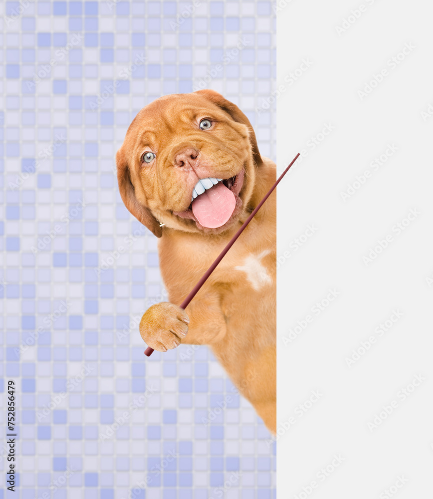 Poster happy mastiff puppy with big funny teeth, peeking out from behind empty white banner in the bathroom
