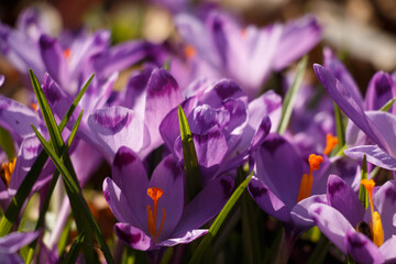 Purple crocuses in spring close up.