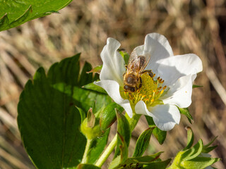 Flowering strawberry bush with a bee in the garden.